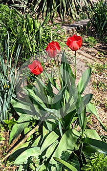 Red tulips on a spring day