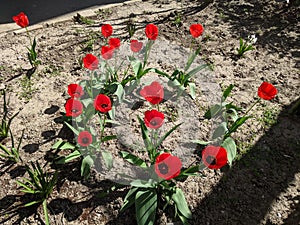 Red tulips on a spring day