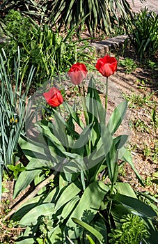 Red tulips on a spring day