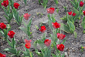 Red tulips in spring flower bed