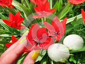 Red tulips spring flowers vivid color and Easter eggs background