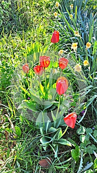 Red tulips spring morning sun light in Garden village life