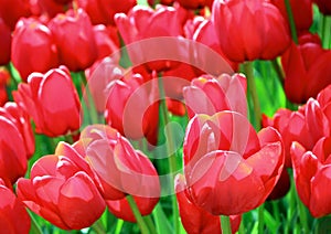 Red tulips in the spring, sunny day, beautiful fresh flowers garden