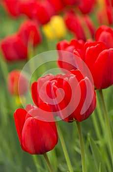 Red tulips in spring time