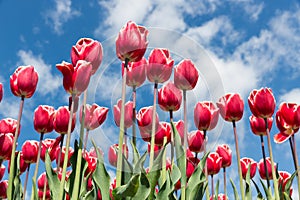 Red tulips in spring time with blue sky background