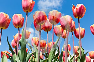 Red tulips in spring time with blue sky background