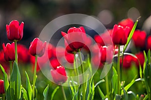 Red tulips in springtime