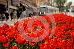 Red tulips in a street and a tram in the back at Sultan Ahmet in Istanbul