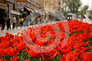 Red tulips in a street and a tram in the back at Sultan Ahmet in Istanbul