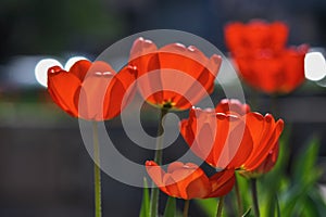 red tulips on a sunny day