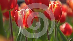 Red tulips swaying in the wind. Close-up