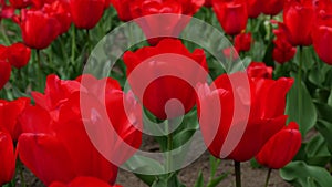 Red Tulips, the Symbol of Love and Passion