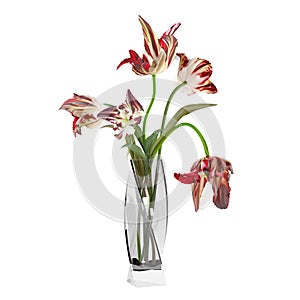 Red tulips in thr glass vase