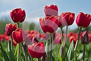 Red Tulips At The Tulip Festival