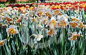 Red tulips. Tulipa aximensis jord, family Liliaceae Mill, family Amaryllidaceae photo