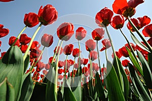 Red Tulips under blue sky