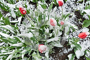 Red tulips under spring snow, above view