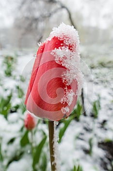 Red tulips under spring snow, closeup