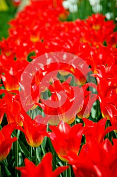 Red tulips varieties liliales