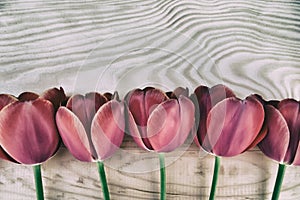red tulips variety Adrem