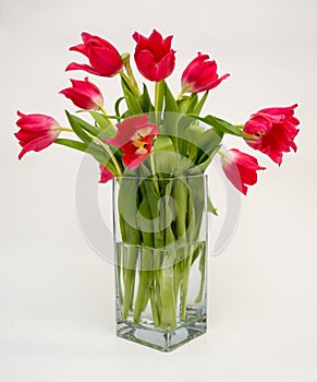 Red tulips in a vase