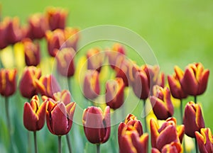 Red tulips, very shallow focus