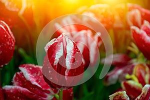 Red tulips with water droplets in Sunset