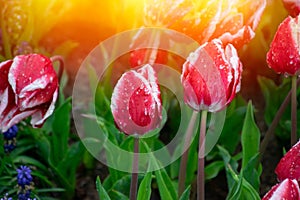 Red tulips with water droplets in Sunset