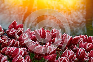 Red tulips with water droplets in Sunset