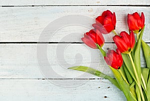 Red Tulips on a white background