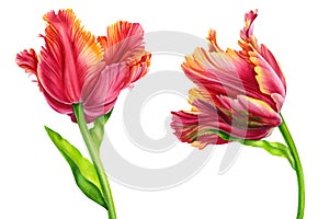 Red Tulips on white background, spring watercolor flowers, floral clipart