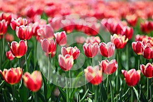 Red tulips with white border - shallow depth of field