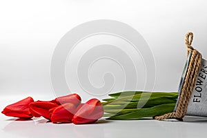 Red tulips in white bucket isolated on white background. Flowers and garden. Close-up