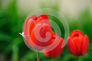 Red tulips with white spider