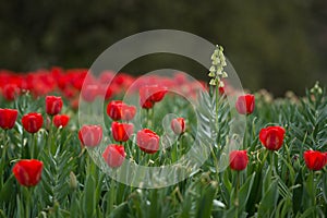 Red tulips and wild flower