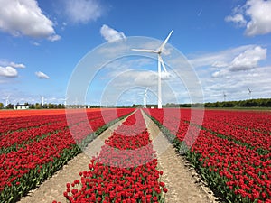 Red tulips and windmills