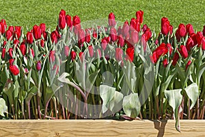 Red Tulips