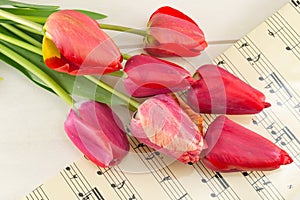 Red tulips on a wooden table