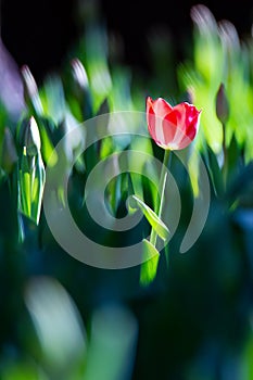 Red tulips in Zhongshan Park in Beijing