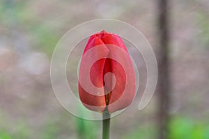 Red tuliup close up