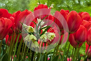 Red tullips in the Keukenhof in 2022 in the Netherlands