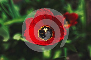 Red tulp flower open bud.