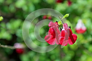 Red Turk`s cap in bloom, Malvaviscus arboreus