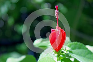 Red Turk`s cap in bloom, Malvaviscus arboreus