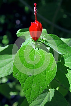 Red Turk`s cap in bloom, Malvaviscus arboreus