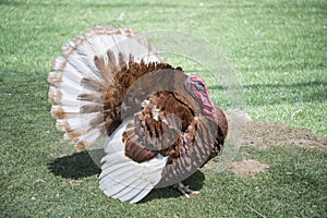 Red turkey male gobbler fanning his tail feathers and wings out