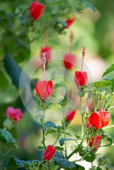 Red Turks Cap flowers blooming in the summer garden