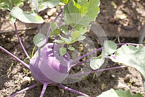 Red turnip in vegetable garden