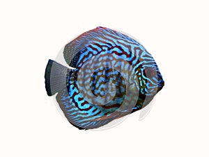 Red Turquoise Discus