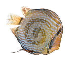 Red Turquoise Discus (fish) - Symphysodon aequifas